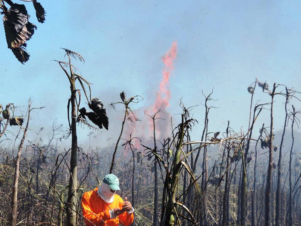 Trabalhador combate o fogo no Parque Estadual de Itaúnas, também no Norte do estado. Foto: Iema