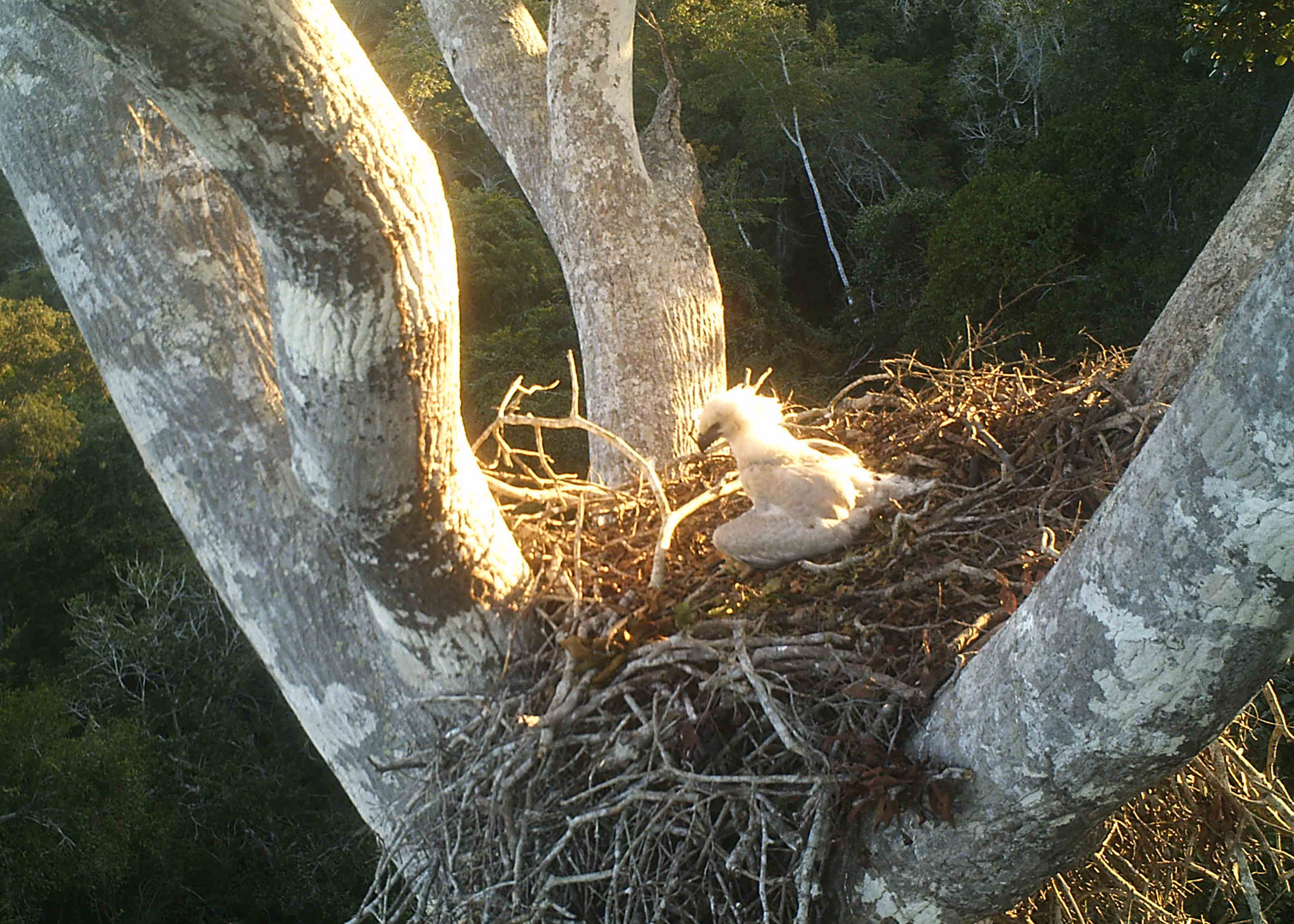 Filhote de harpia, de penugem branca, vista no ninho, no alto de uma árvore, com vista da floresta