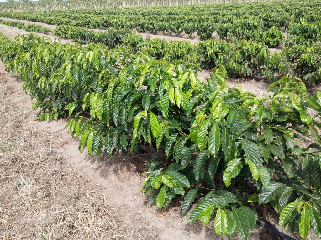 Plantação de café conilon na Bahia