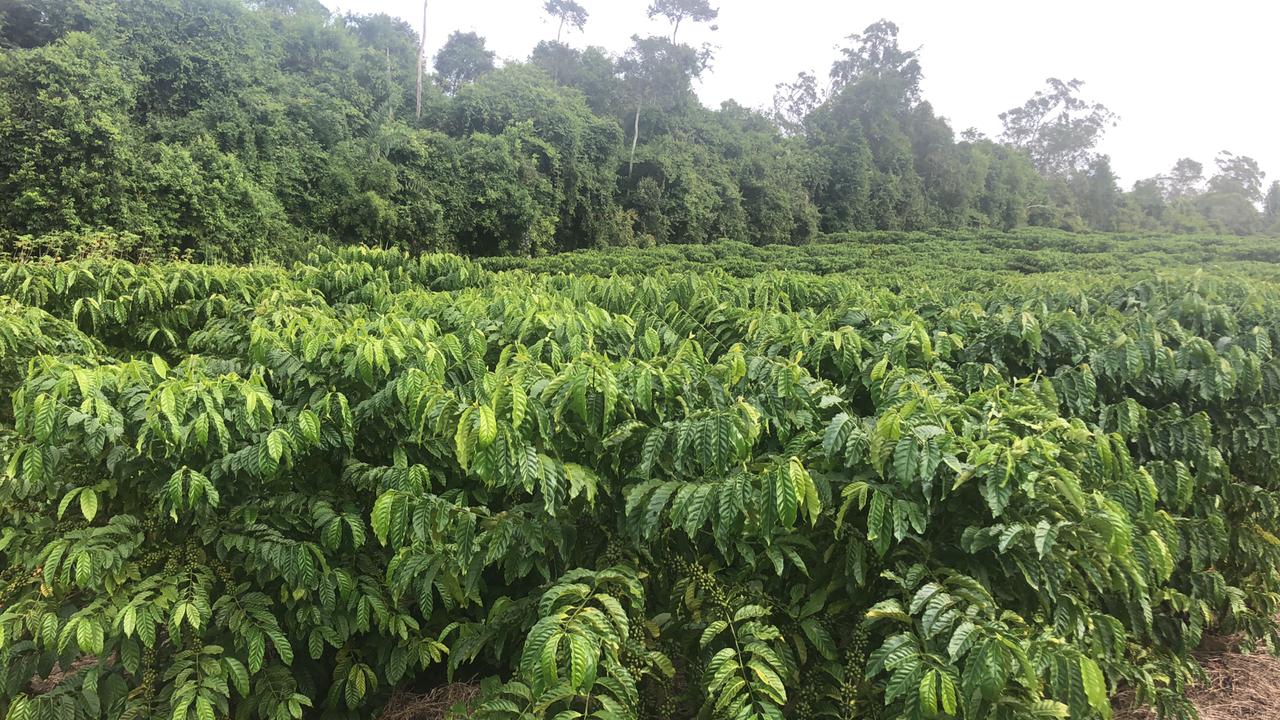 Ufes registra primeira cultivar de café conilon para o estado da