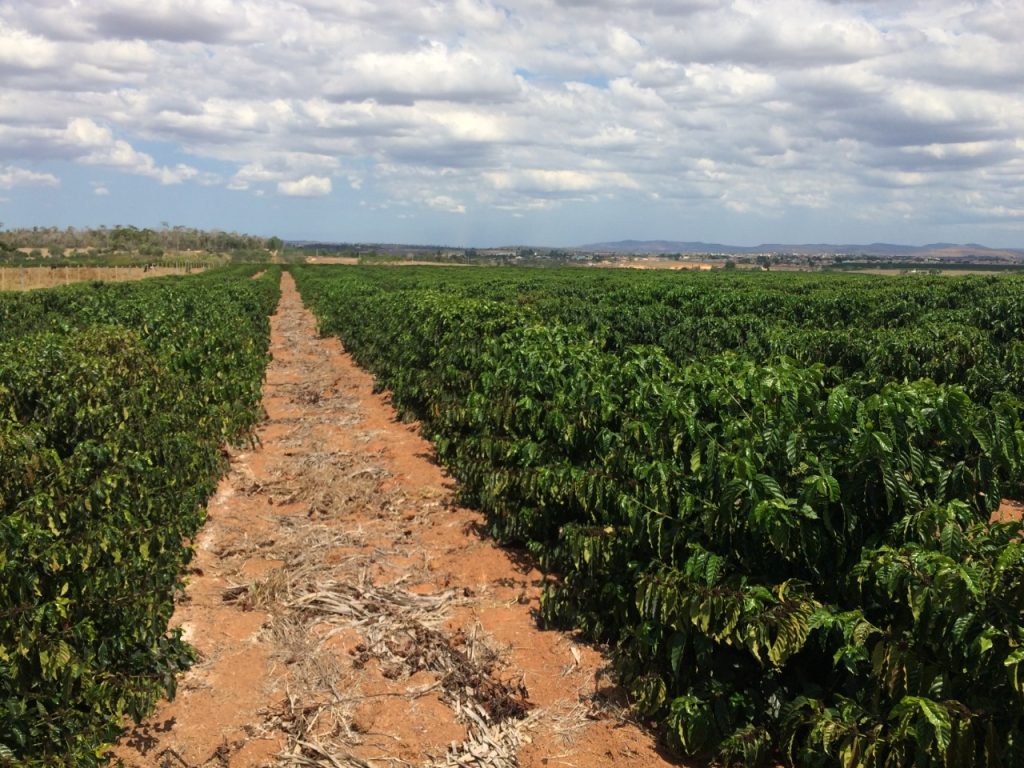 UFES obtém registro de nova cultivar de café conilon com alto teor