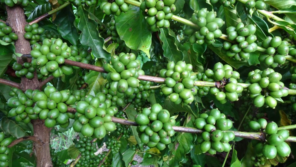Ufes registra primeira cultivar de café conilon para o estado da