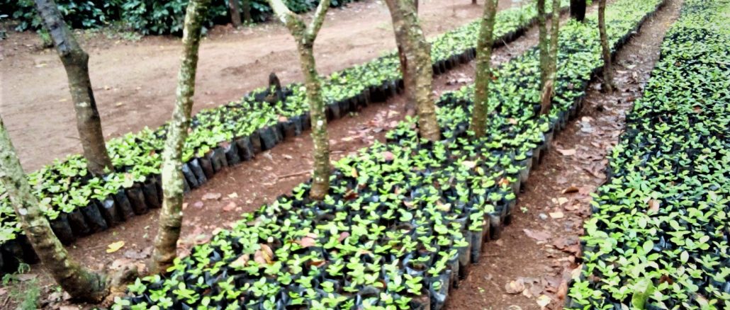 Diversas mudas de café, ao pé de árvores, no Parque Nacional da Gorongosa, em Moçambique