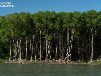 Manguezais removem microplásticos da água na região costeira do Rio Amazonas