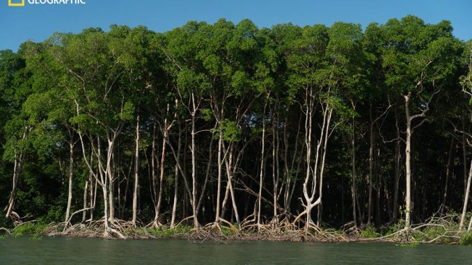 Manguezais removem microplásticos da água na região costeira do Rio Amazonas