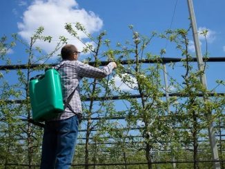 Estudo relaciona uso de pesticidas a aumento de doenças em agricultores capixabas