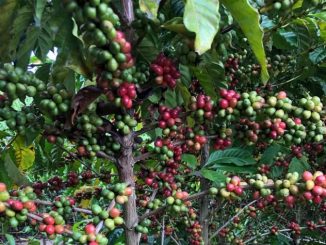 A hora certa de colher o café: pesquisa aponta como evitar perdas na safra