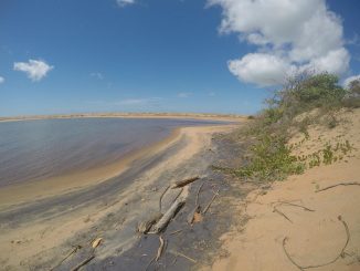 Pesquisadores encontram elevada concentração de metais em alimentos cultivados no estuário do Rio Doce