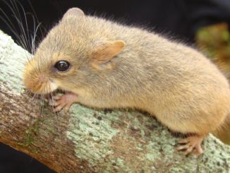 Mudanças climáticas podem provocar extinção de mamíferos de montanha