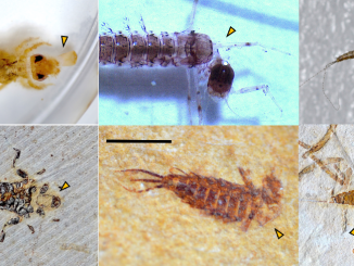 Pesquisadores buscam desvendar mistério da preservação de fósseis de insetos com mais de 110 milhões de anos