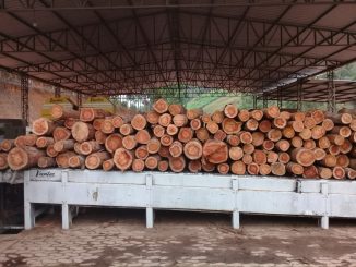 Grupo de pesquisa investiga formas de aumentar a durabilidade da madeira utilizada na indústria e na construção civil