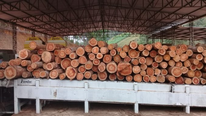 Grupo de pesquisa investiga formas de aumentar a durabilidade da madeira utilizada na indústria e na construção civil