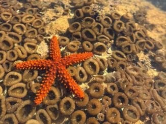 Ondas de calor no mar: pesquisadores da Ufes alertam para mudanças nos recifes do Espírito Santo