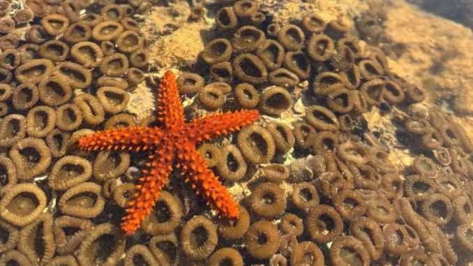 Ondas de calor no mar: pesquisadores da Ufes alertam para mudanças nos recifes do Espírito Santo